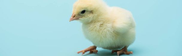 cute small chick on blue background, banner - Foto, Bild