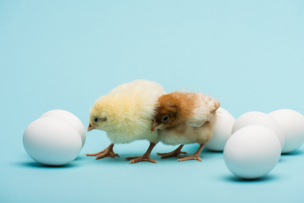 cute small chicks and eggs on blue background - Photo, image