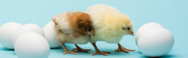 cute small chicks and eggs on blue background, banner - Φωτογραφία, εικόνα