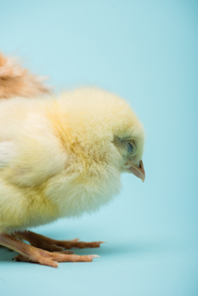 cute small fluffy chick on blue background - 写真・画像