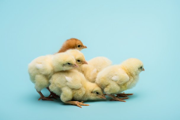 cute small fluffy chicks on blue background - Photo, Image