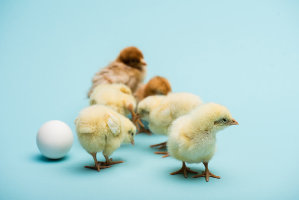lindo pequeños polluelos esponjosos y huevo sobre fondo azul - Foto, Imagen