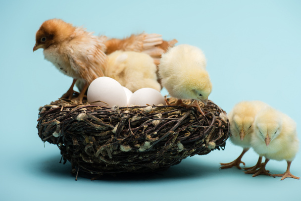 cute small fluffy chicks in nest with eggs on blue background - Фото, изображение