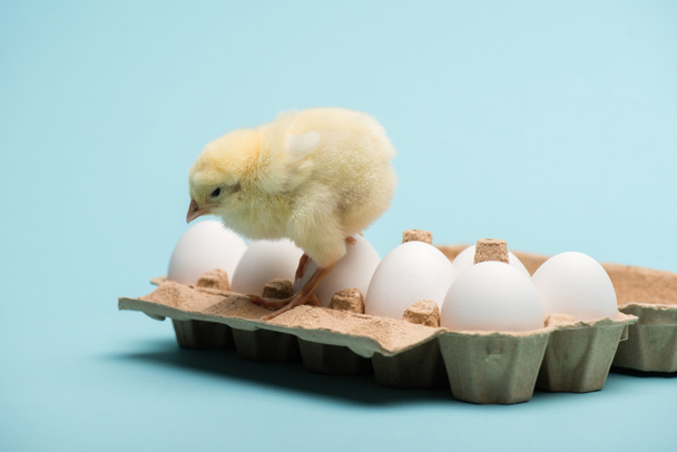 cute small fluffy chick on eggs in tray on blue background - Photo, image