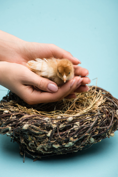 cropped view of woman holding cute small fluffy chick near nest on blue background - Foto, immagini