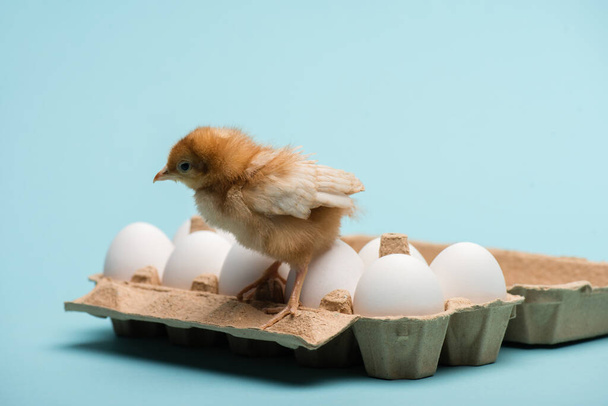 cute small fluffy chick on eggs in tray on blue background - 写真・画像