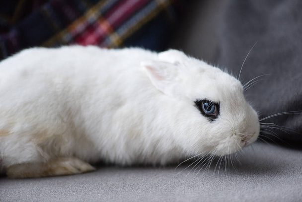cute white rabbit with black eye - Фото, зображення