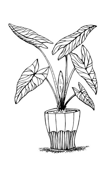 Las hojas de la planta de caladio. Ilustración vectorial de elegancia dibujada a mano para diseño natural. Dibujado a mano gran conjunto de hojas de Calladium. - Vector, imagen
