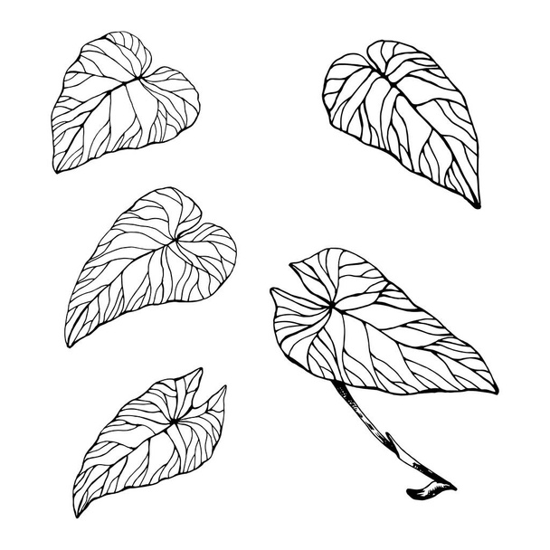 The leaves of the caladium plant. Hand drawn elegance vector illustration for natural design. Hand drawn big set of calladium leaves. - Вектор, зображення