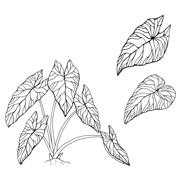 The leaves of the caladium plant. Hand drawn elegance vector illustration for natural design. Hand drawn big set of calladium leaves. - Διάνυσμα, εικόνα