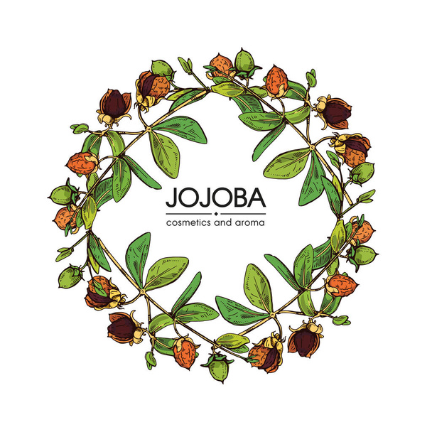 Frame with Jojoba branches with fruits and flowers, leaves. Fruit jojoba in a peel and without . Detailed hand-drawn sketches, vector botanical illustration.  - Vector, Image