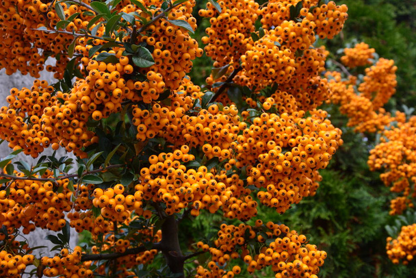 Pyracantha coccinea from the family Rosaceae, also known as firethorn - Photo, Image