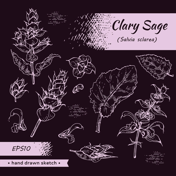 Coleção de galhos de sábio Clary com folhas e flores. Desenhos desenhados à mão detalhados, ilustração botânica vetorial.   - Vetor, Imagem