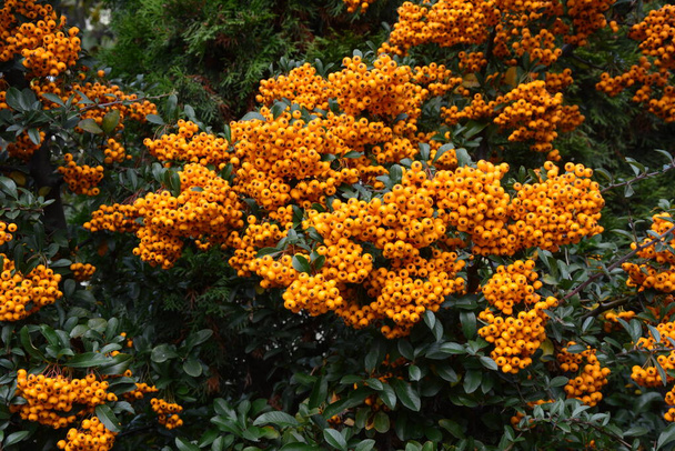 Pyracantha coccinea from the family Rosaceae, also known as firethorn - Photo, Image