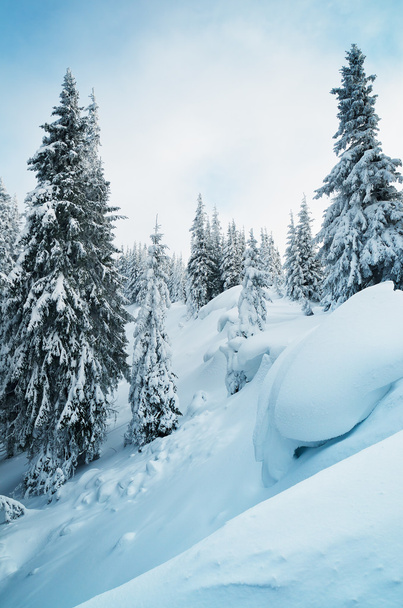 Hegyi erdő télen - Fotó, kép