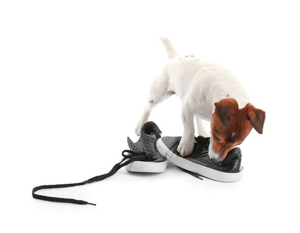 Αστείο άτακτο σκυλί παίζει με τα παπούτσια σε λευκό φόντο - Φωτογραφία, εικόνα