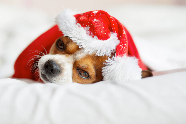 Chihuahua-Porträt mit Weihnachtsmütze und rotem Schal auf dem Bett liegend. - Foto, Bild
