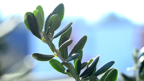 oliivipuu, jossa vihreät lehdet - Materiaali, video