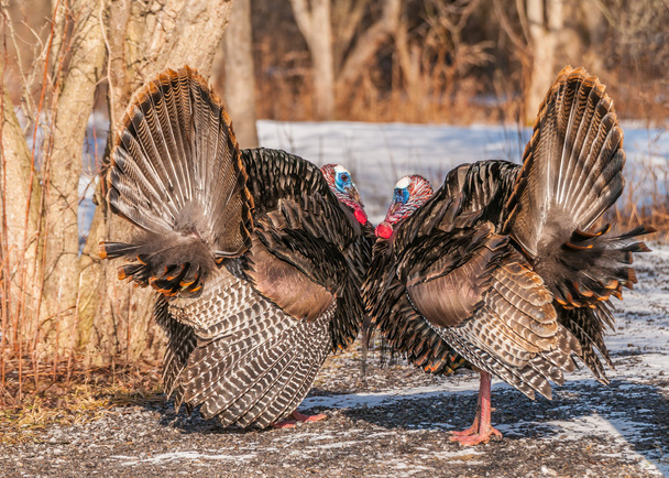 Wild Turkey (meleagris four allopavo) - Fotoğraf, Görsel