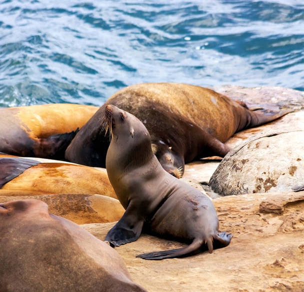 Image of a sea lion was captured in La Jolla, United States of America. - Фото, изображение