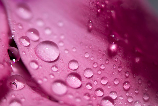 Water drops on pink leaves of a flower close-up with a dark background. Selective focus. Spa concept. - Photo, image