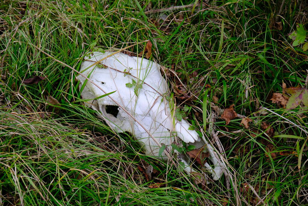 cráneo de vaca en la hierba en un campo en Lafayette Louisiana - Foto, Imagen