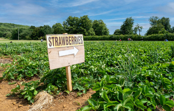 Holzschild mit dem Wort Erdbeeren und einem weißen Pfeil, der auf das Feld zeigt, wo einige Leute sie aufheben. - Foto, Bild