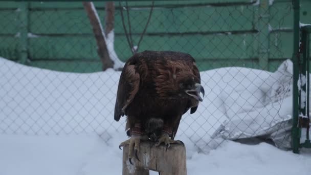 Un águila de caza se sienta en un árbol y espera a una víctima - Imágenes, Vídeo
