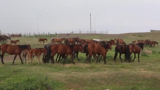 gedomesticeerde paarden grazen op een regenachtige dag - Video