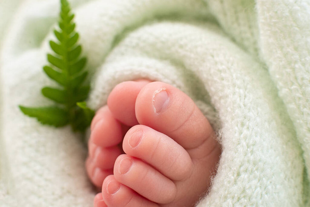 feet of a newborn baby with a leaf of a fern plant on a green background. - Photo, Image