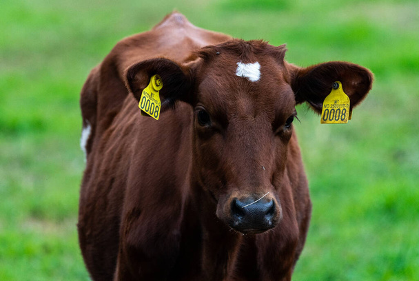 Słodkie cielę z brązowej krowy mlecznej stojące na bujnym zielonym polu trawy. - Tak. Wysokiej jakości zdjęcie - Zdjęcie, obraz