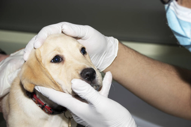 Un veterinario examina el ojo de un cachorro Labrador durante un chequeo médico - Foto, Imagen