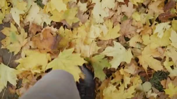 Los pies de la muchacha en los zapatos de cuero vomitan las hojas caídas amarillas secas en otoño - Imágenes, Vídeo