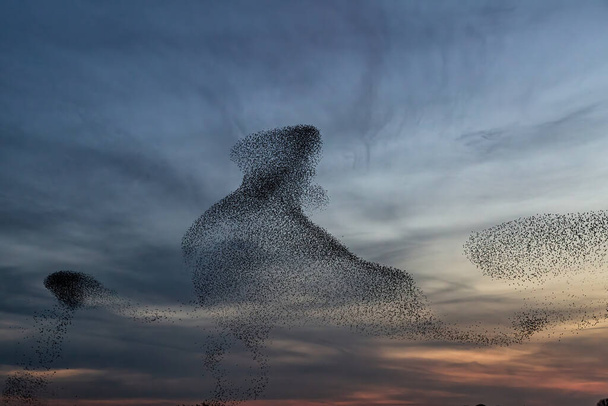 Murmuraciones de Starling. Una gran bandada de estorninos vuela al atardecer en los Países Bajos. Cientos de miles de estorninos se unen formando grandes nubes para protegerse de las aves rapaces.  - Foto, Imagen