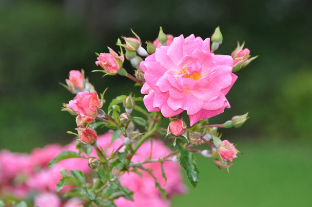 Rosa Rosen in einem Garten - Foto, afbeelding