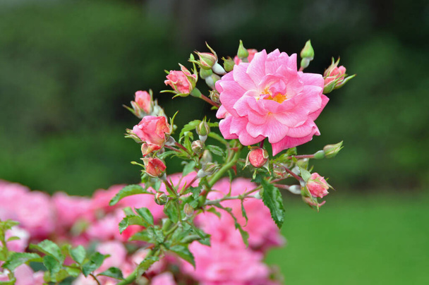 Rosa Rosen in einem Garten - Foto, afbeelding