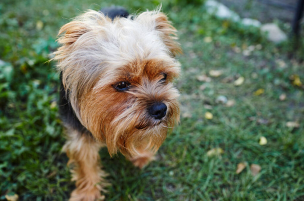 Beautiful yorkshire terrier on a grass waiting for play. Portrait of nice dog - Fotografie, Obrázek