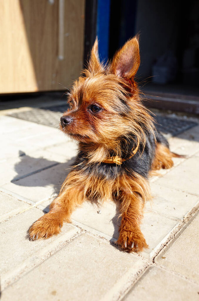 Beautiful yorkshire terrier near home door. Dog protects the house - Fotografie, Obrázek