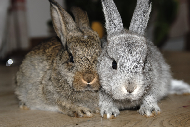 Rabbits 2 - Photo, Image