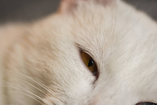 A selective focus shot of a cute white cat with multicolored eyes - Photo, image
