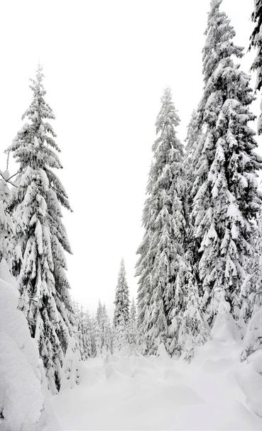 A beautiful scene of winter nature with majestic snow-covered trees - Photo, Image