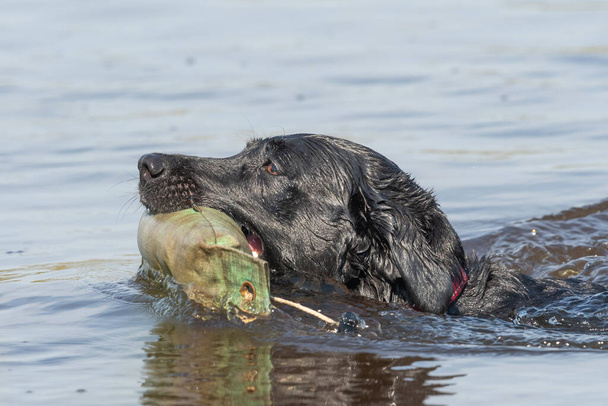 Close up de um pedigree preto Labrador recuperando um manequim da água - Foto, Imagem