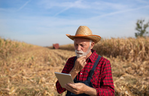 Senior boer op zoek naar tablet in maïsveld met maaidorser op de achtergrond - Foto, afbeelding