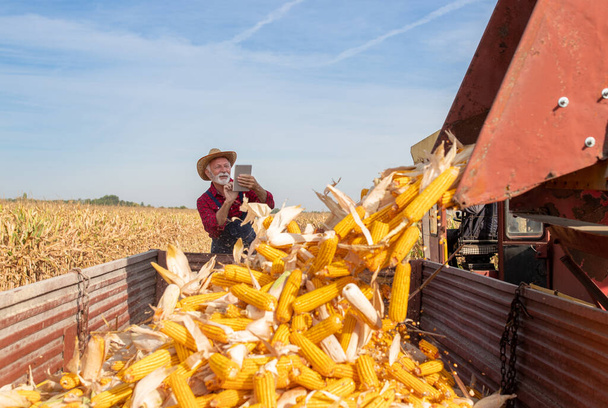 Zufriedener Landwirt schaut auf Tablet, während Mähdrescher Maiskolben während der Ernte in Anhänger auf Feld wirft  - Foto, Bild