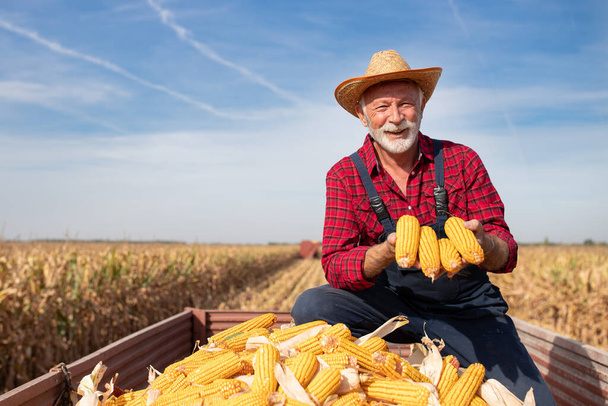 Starszy rolnik siedząc w przyczepie ciągnika i pokazując kolby kukurydzy podczas łączenia kombajn pracy w tle w terenie - Zdjęcie, obraz