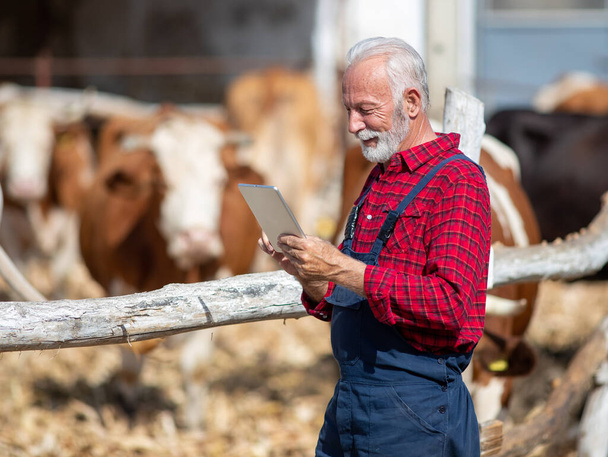Yetişkin bir çiftçi yazın geç saatlerinde ahırda sığırların önünde tablete bakar. - Fotoğraf, Görsel