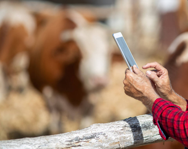 Close up of mature farmer holding tablet in front of cows in barn - Photo, Image