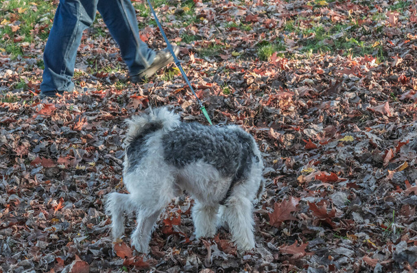 Φθινοπωρινό τοπίο ένας άντρας βγάζει βόλτα ένα χνουδωτό σκυλί με λουρί - Φωτογραφία, εικόνα