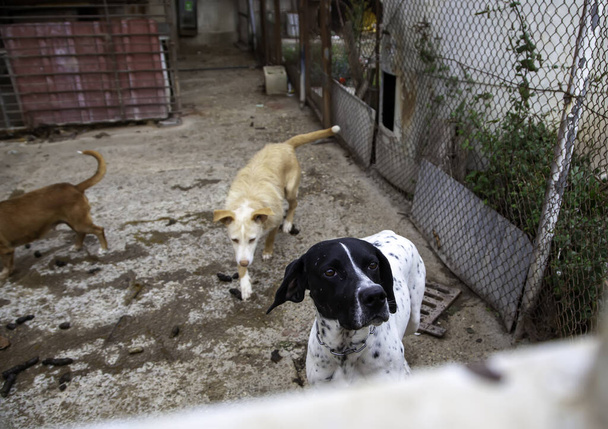 Hund im geschlossenen Zwinger, ausgesetzte Tiere, Misshandlungen - Foto, Bild