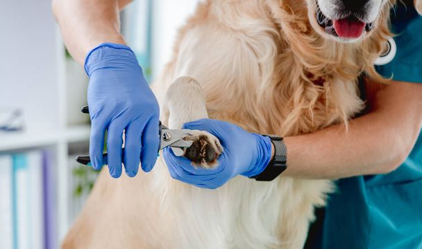 Vet trimming claws of golden retriever dog - Photo, image